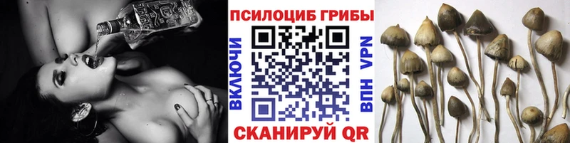 Псилоцибиновые грибы Psilocybe Кудрово